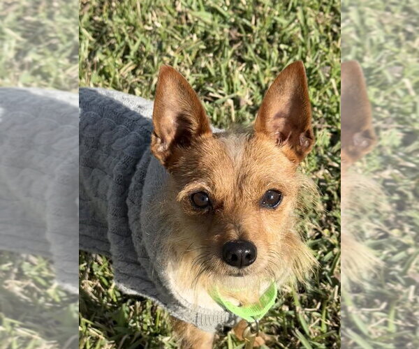 Medium Photo #4 Mutt Puppy For Sale in San Leon, TX, USA