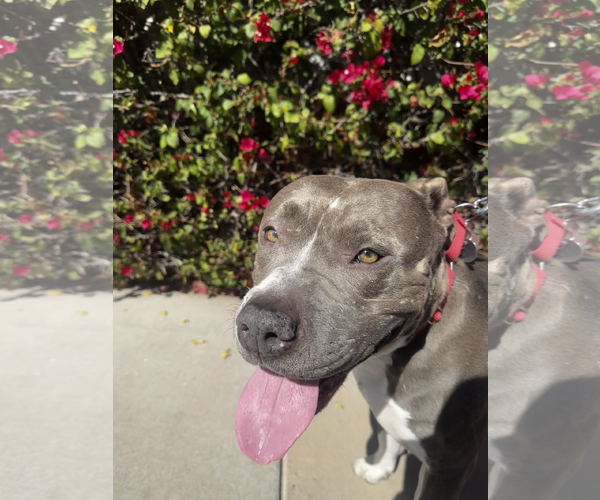 Medium Photo #2 American Pit Bull Terrier-Unknown Mix Puppy For Sale in Chandler, AZ, USA