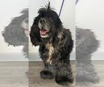 Small #3 Cocker Spaniel