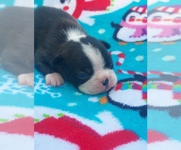 Medium Photo #2 Boston Terrier Puppy For Sale in ROCKY COMFORT, MO, USA