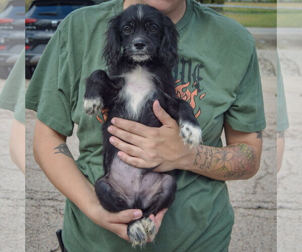 Medium Photo #3 Cocker Spaniel-Unknown Mix Puppy For Sale in Huntley, IL, USA