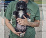 Small Photo #3 Cocker Spaniel-Unknown Mix Puppy For Sale in Huntley, IL, USA