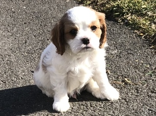 Cavalier King Charles Spaniel Puppy for sale in RED BANK, NJ, USA