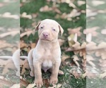 Small #18 Labrador Retriever