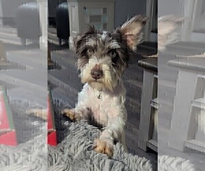 Schnauzer (Miniature) Puppy for sale in GOSHEN, IN, USA