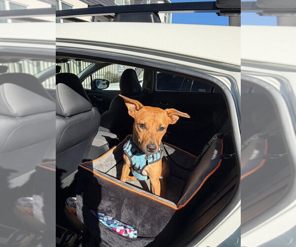 Medium Photo #3 Chihuahua-Unknown Mix Puppy For Sale in Salt Lake City, UT, USA