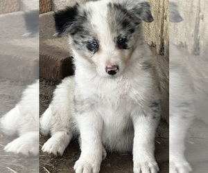 Border Collie Puppy for sale in OTTUMWA, IA, USA