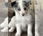 Small Border Collie