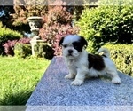 Small Photo #18 Shih Tzu Puppy For Sale in HAYWARD, CA, USA