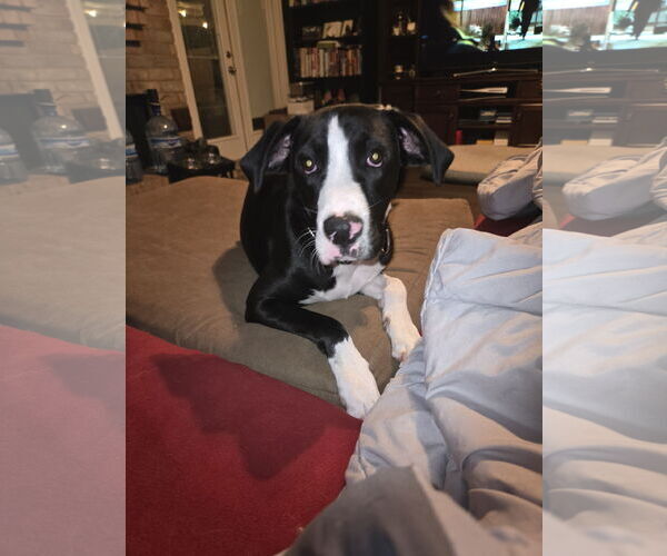 Medium Photo #1 Boxer-Unknown Mix Puppy For Sale in The Woodlands, TX, USA