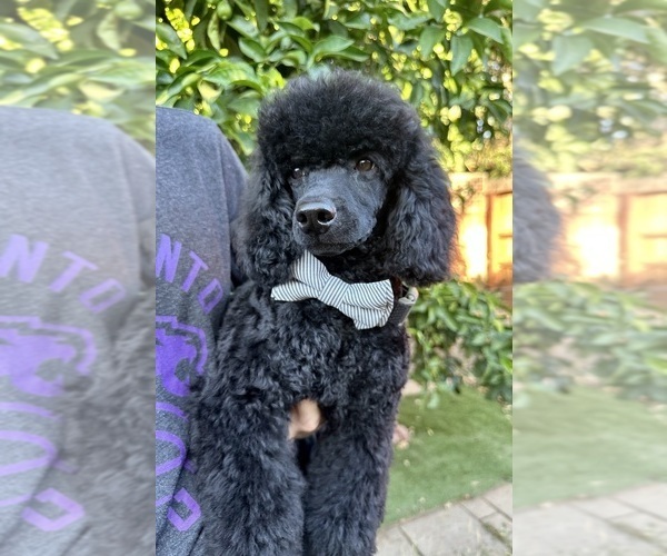 Medium Photo #1 Poodle (Miniature) Puppy For Sale in SACRAMENTO, CA, USA