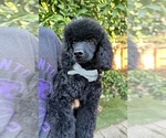 Small Poodle (Miniature)