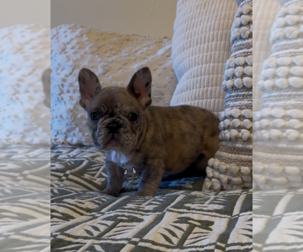 Medium Photo #1 French Bulldog Puppy For Sale in SACRAMENTO, CA, USA