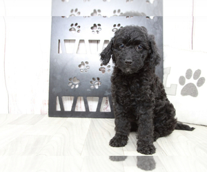Goldendoodle (Miniature) Puppy for sale in MARIETTA, GA, USA