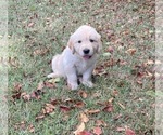 Small Photo #4 Golden Retriever Puppy For Sale in DOTHAN, AL, USA