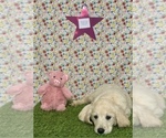 Small Photo #8 Golden Retriever Puppy For Sale in COLTON, CA, USA