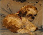 Small #5 Shih Tzu