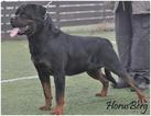 Small Photo #1 Rottweiler Puppy For Sale in OCEAN CITY, MD, USA