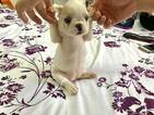 Small Photo #5 French Bulldog Puppy For Sale in CUTLER BAY, FL, USA