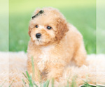 Small #2 Poodle (Toy)