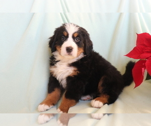 Bernese Mountain Dog Puppy for sale in SHILOH, OH, USA