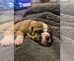 Small Photo #12 Olde English Bulldogge Puppy For Sale in ALDEN, MN, USA