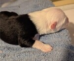 Small Photo #6 Australian Shepherd Puppy For Sale in SYLVA, NC, USA