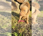 Small #3 Labrador Retriever Mix