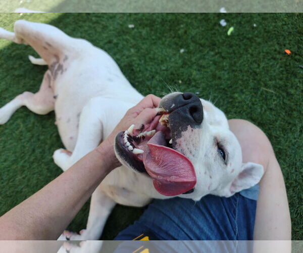 Medium Photo #2 American Pit Bull Terrier-Unknown Mix Puppy For Sale in Rockwall, TX, USA