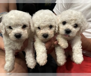 Bichon Frise Puppy for sale in KATY, TX, USA