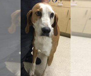 American Foxhound Dogs for adoption in Riverside, CA, USA