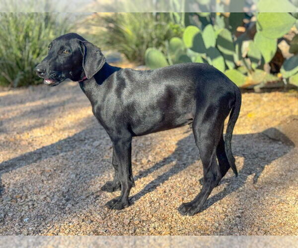 Medium Photo #6 Doberman Pinscher Puppy For Sale in PIPE CREEK, TX, USA