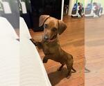 Small Dachshund Mix