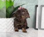 Small #1 Dachshund