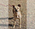 Small #5 Labrador Retriever Mix