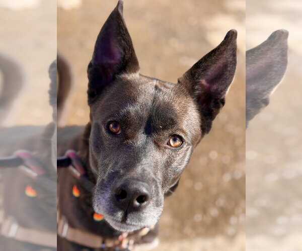 Medium Photo #3 Siberian Husky-Unknown Mix Puppy For Sale in West Cornwall, CT, USA