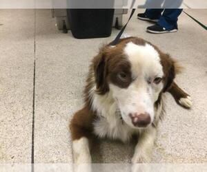 Border Collie Dogs for adoption in Riverside, CA, USA