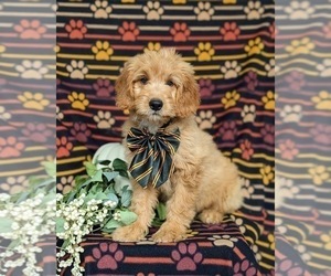 Goldendoodle (Miniature) Puppy for sale in QUARRYVILLE, PA, USA