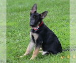 Small #15 German Shepherd Dog