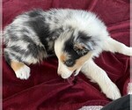 Small #10 Australian Shepherd