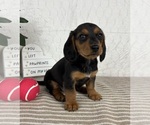 Small #2 Dachshund