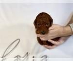 Small #3 Goldendoodle