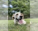 Small #5 Labrador Retriever Mix