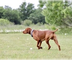 Small Photo #1 Vizsla Puppy For Sale in WIMBERLEY, TX, USA