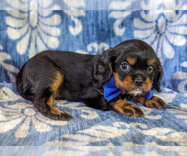 Medium Photo #3 Cavalier King Charles Spaniel Puppy For Sale in NOTTINGHAM, PA, USA