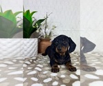 Small #1 Dachshund