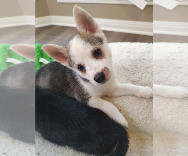 Medium Photo #2 Huskies -Unknown Mix Puppy For Sale in The Woodlands, TX, USA