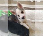 Small #1 Huskies  Mix
