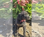 Puppy Dutchess Cane Corso-Doberman Pinscher Mix