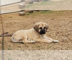 Anatolian Shepherd Puppy for sale in CUMBY, TX, USA